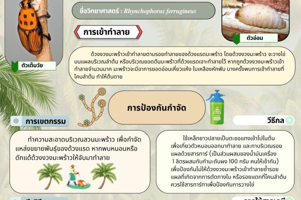 ข่าวแจ้งเตือนการระบาดศัตรูพืช ฉบับที่ 16 ประจำปี 2568 “ด้วงงวงมะพร้าว ”