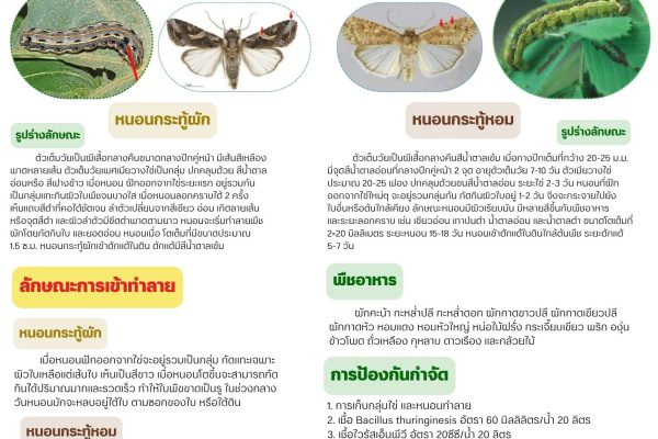 ข่าวแจ้งเตือนการระบาดศัตรูพืช ฉบับที่ 17 ประจำปี 2568 “หนอนกระทู้ผักและหนอนกระทู้หอม”