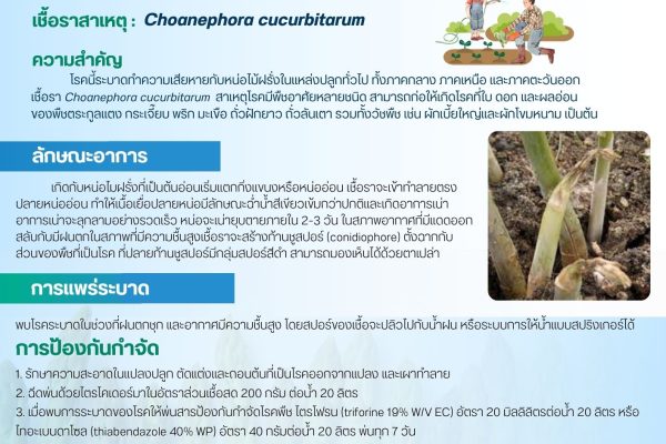 ข่าวแจ้งเตือนการระบาดศัตรูพืช ฉบับที่ 18 ประจำปี 2568 “โรคเน่าเปียกในหน่อไม้ฝรั่ง”
