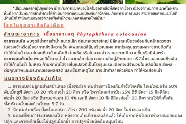 ข่าวแจ้งเตือนการระบาดศัตรูพืช ฉบับที่ 23 ประจำปี 2568 เรื่อง โรคใบจุดตาเสือในเผือก
