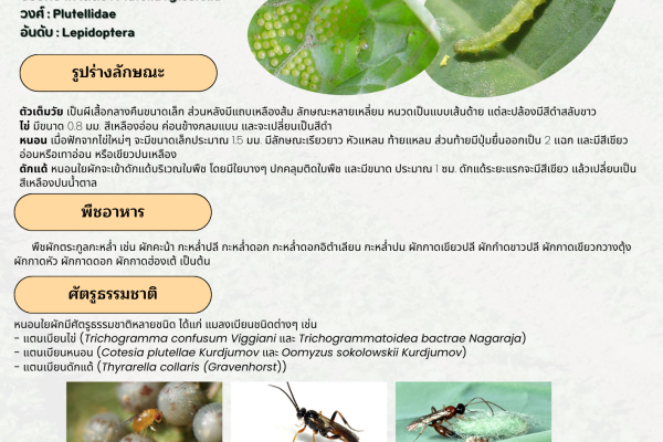 ข่าวแจ้งเตือนการระบาดศัตรูพืช ฉบับที่ 24 ประจำปี 2568 เรื่อง หนอนใยผัก (Diamondback moth)