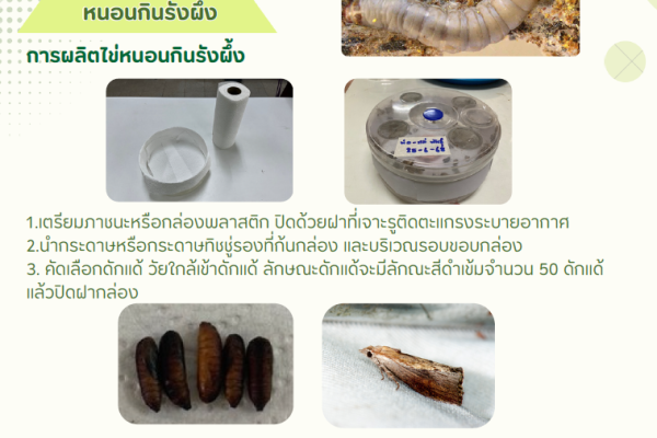 KM แตนเบียนบราไคมีเรีย โดย ศทอ.สุพรรณบุรี