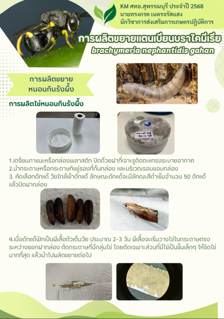 KM แตนเบียนบราไคมีเรีย โดย ศทอ.สุพรรณบุรี